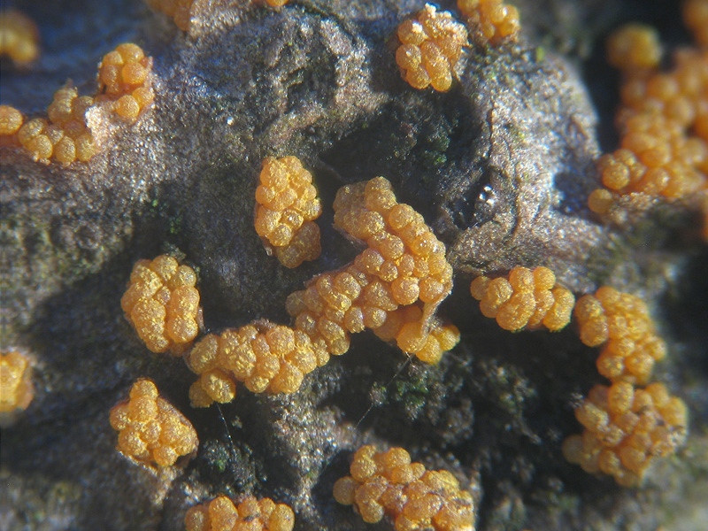 Nectria